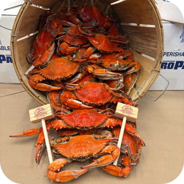 Maryland Large Male Blue Crabs (1/2 bushel)